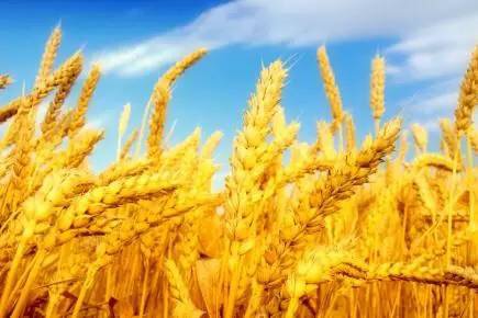 中國(guó)從法國(guó)進(jìn)口大麥